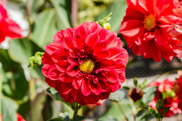 Obraz premium red flower in the garden
