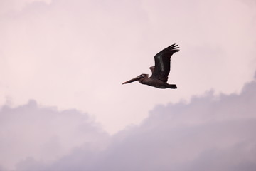 Pelican