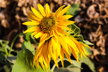 new born yellow sunflowers in garden outside or outdoor photography with full background