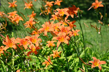 Orange flower daylily outdoors in nature.