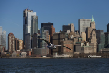 Fototapeta na wymiar seagull in front of manhattan skyline