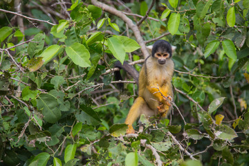 Fototapeta premium The mono amarillo chichi monkey
