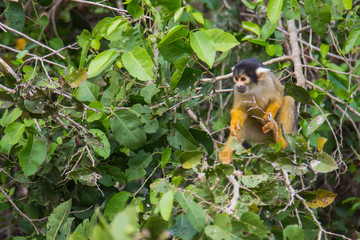 The mono amarillo chichi monkey