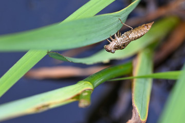 Dragonfly larva on leaf stripped lake.