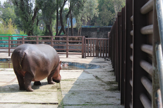 Hipop&oacute;tamo y su vecino de zool&oacute;gico