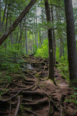 Obraz premium ścieżka w lesie