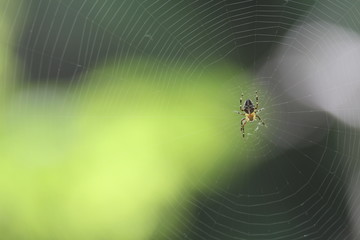 spider on a web