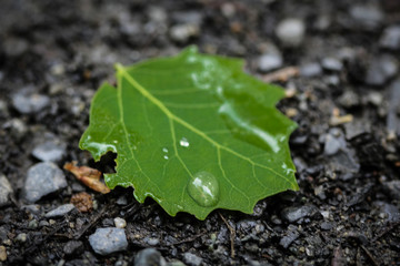 green leaf with water drops