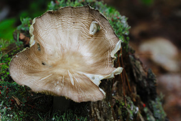 mushroom in the forest