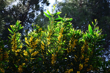 Green branches of a leafy tree with yellow flowers
