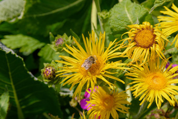 Wilde vegetations in garden