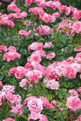 pink rose flower in the garden
