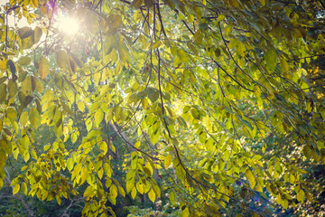 Warm summer sun breaks through the hazy air and illuminates the leaves of the trees. Green Background.