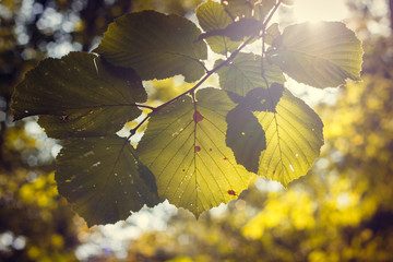 Warm summer sun breaks through the hazy air and illuminates the leaves of the trees. Green Background.