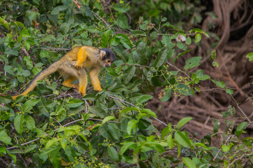 The mono amarillo chichi monkey