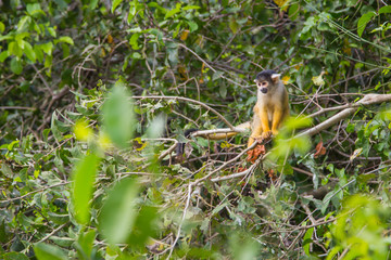 The mono amarillo chichi monkey