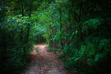 Footpath in the forest with fallen leaves on a path