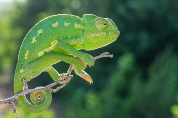 Obraz premium green chameleon on a branch