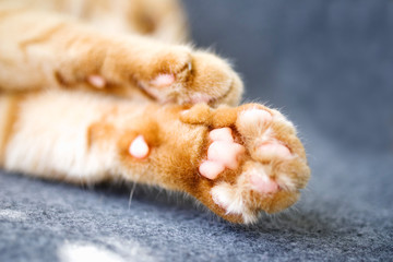 Red cat 's paws on grey soft surface closeup, soft focus