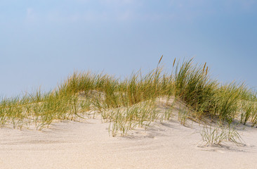 Beach with Marram Grass on the island Sylt, Germany