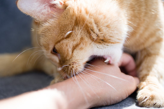 Red cat bites human hand, close-up