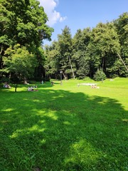 Зелёная поляна