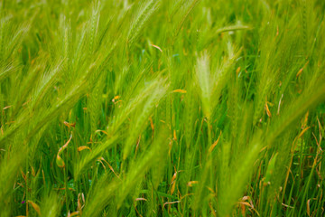 great background of a green field full of ears of wheat in the lush Tuscan hills of September