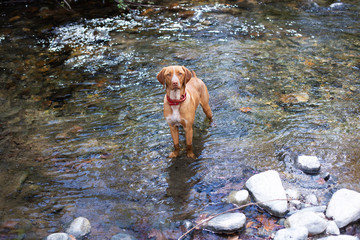 Brown dog posing on camera while standing in water