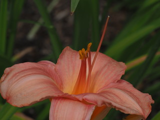 Obraz premium OLYMPUS DIGITAL CAMERA