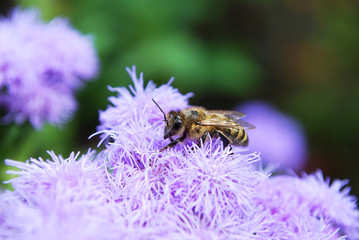 bee on a flower