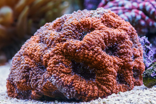 Underwater world. Blastomussa coral while feeding. Close up.