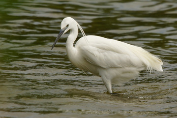 Little Egret in the water