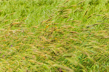 Italy, Apulia, Metropolitan City of Bari, Gravina in Puglia. Field of barley.