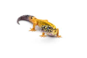 The common leopard gecko isolated on white background 