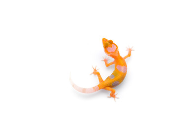 The common leopard gecko isolated on white background 