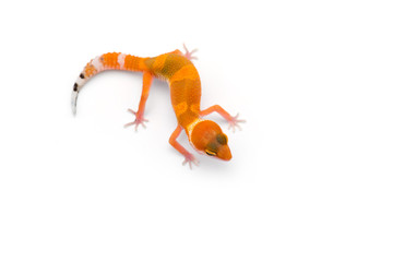 The common leopard gecko isolated on white background 