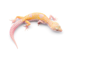 The common leopard gecko isolated on white background 