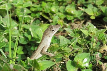 Tropical anole lizard on grass in Florida wild, closeup