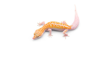 The common leopard gecko isolated on white background 