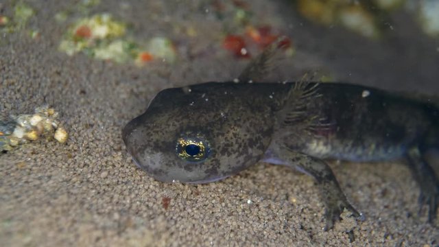 Fire Salamander (Salamandra Salamandra) Larvae