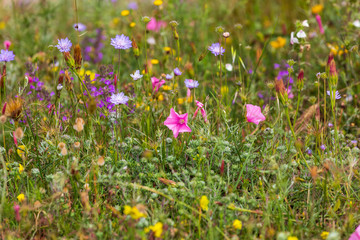 Italy, Basilicata, Province of Matera, Matera. Wildflowers.