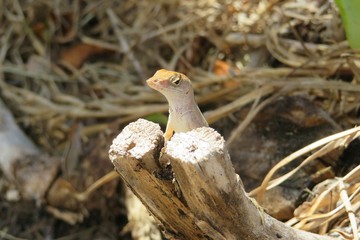 Tropical anole lizard on stump in Florida nature, closeup