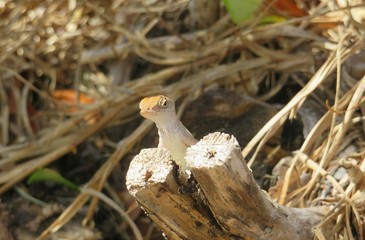 Tropical anole lizard on stump in Florida wild, closeup