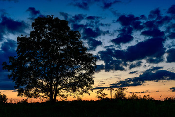 Fototapeta na wymiar samotne drzewo na łące o zachodzie słońca