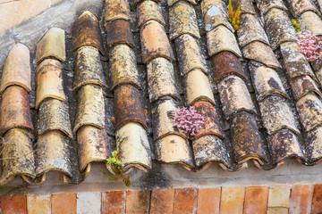 Italy, Basilicata, Province of Matera, Matera. Close-up of roof tiles with flowers growing between them.