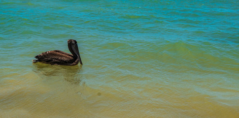Pelícano pardo nadando en el mar 