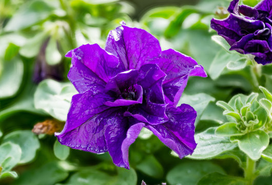 single purple petunia isolated on green background