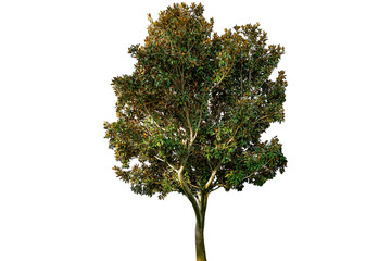 The tree cutting white background