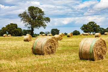 Italy, Apulia, Metropolitan City of Bari, Gioia del Colle. Bales of hay in a field.