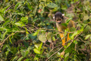 The mono amarillo chichi monkey